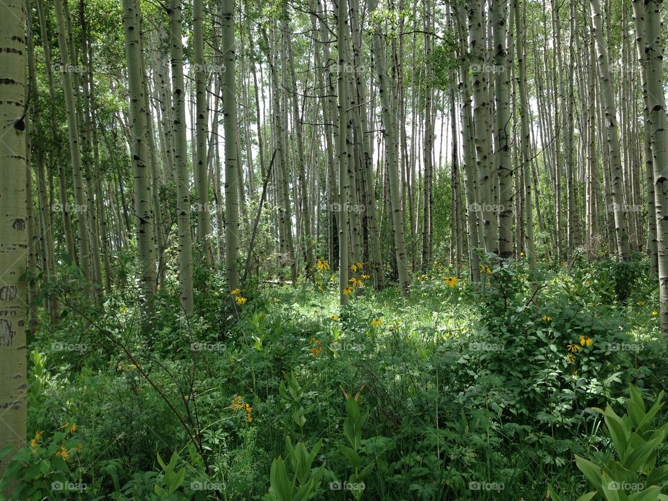 Aspen forest