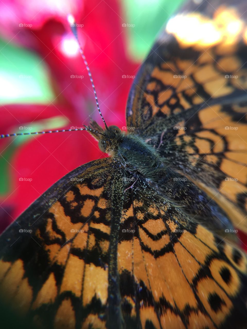 Closeup of butterfly