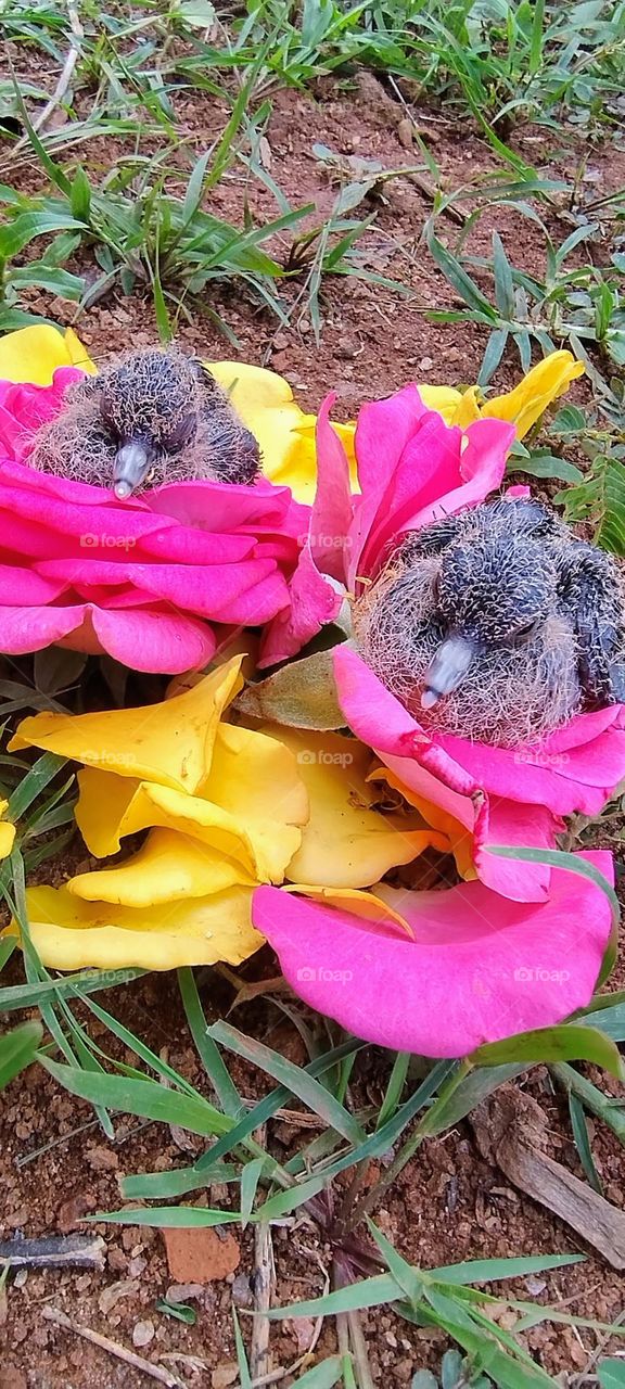 little bird in the colorful nest