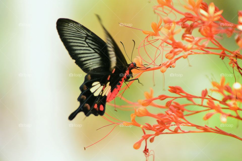 butterfly. Fly,Take, Suck