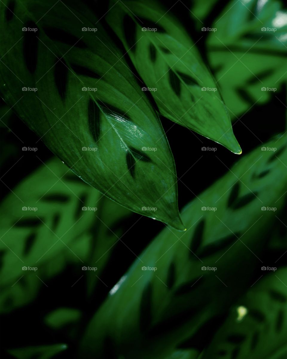 Green background of leaves