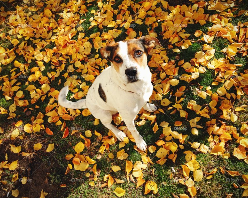 Smart dog at the bright autumn leaves 