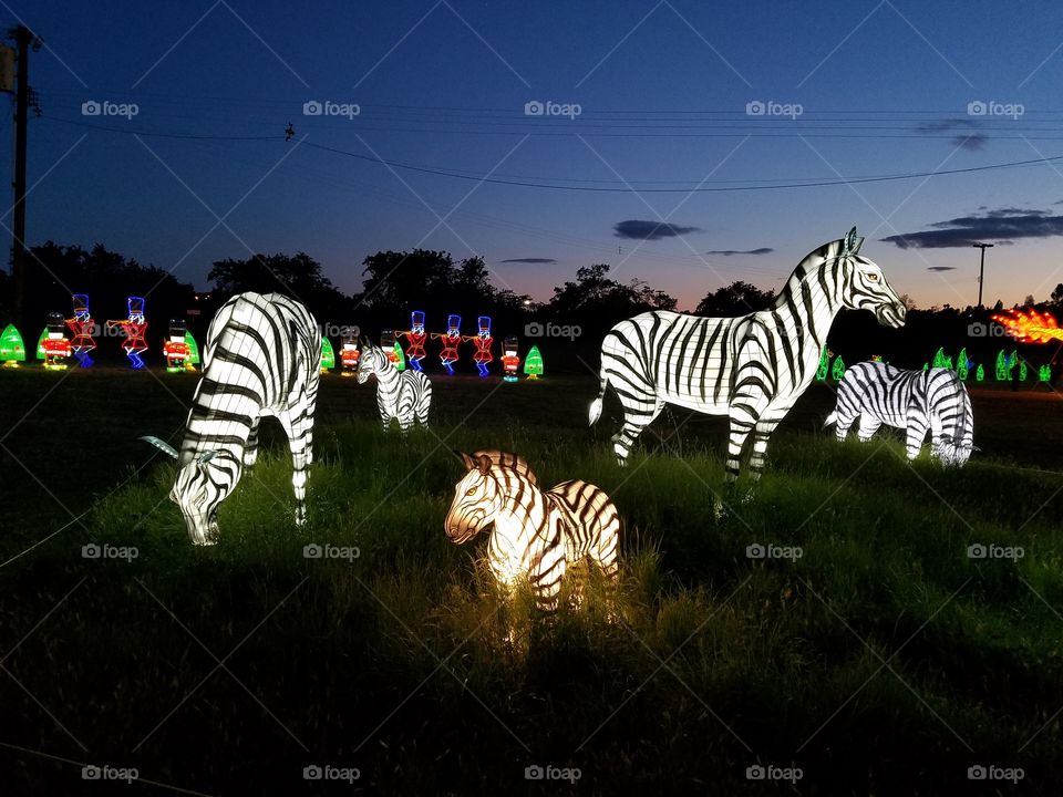 light lantern festival for the Chinese new year. zebra herd