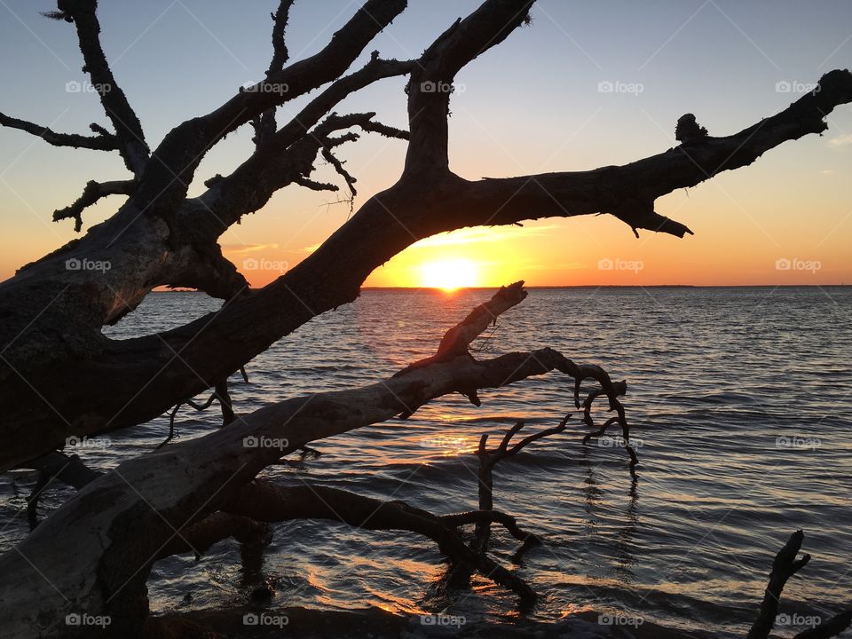 Bare tree against sunset