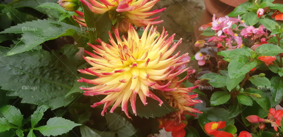 Dahlia, exotic looking flower