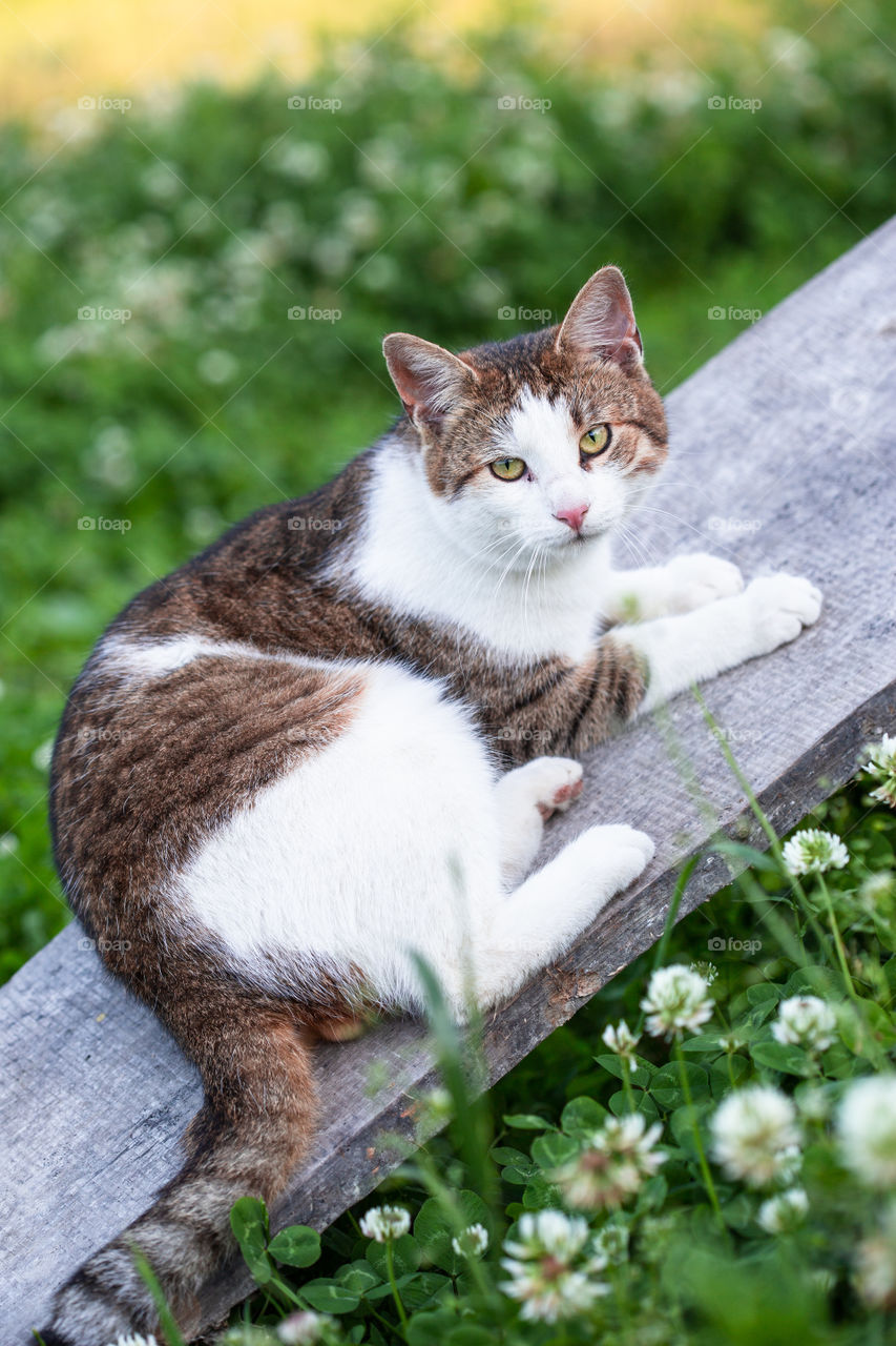 Cat lying on a plank in a garden looking at camera