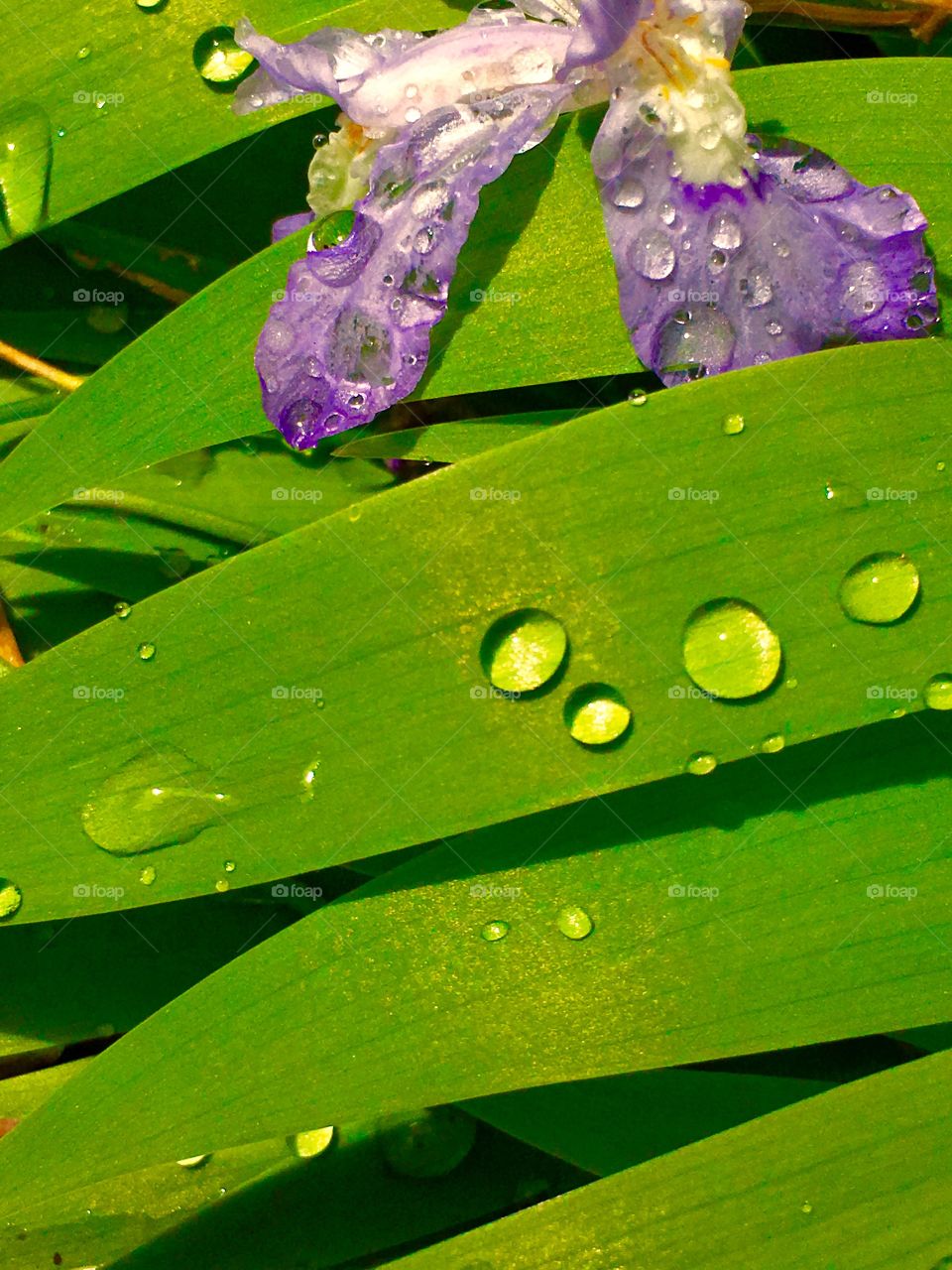 Iris with Rain Drops 2