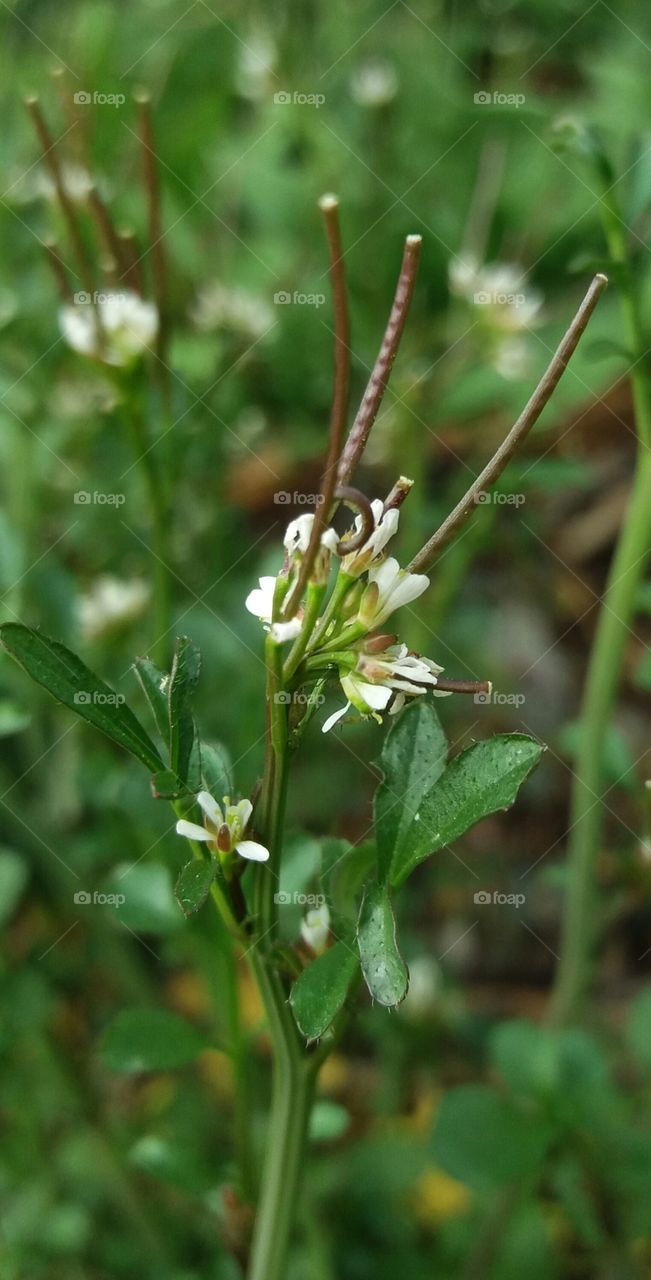 wild white flowers