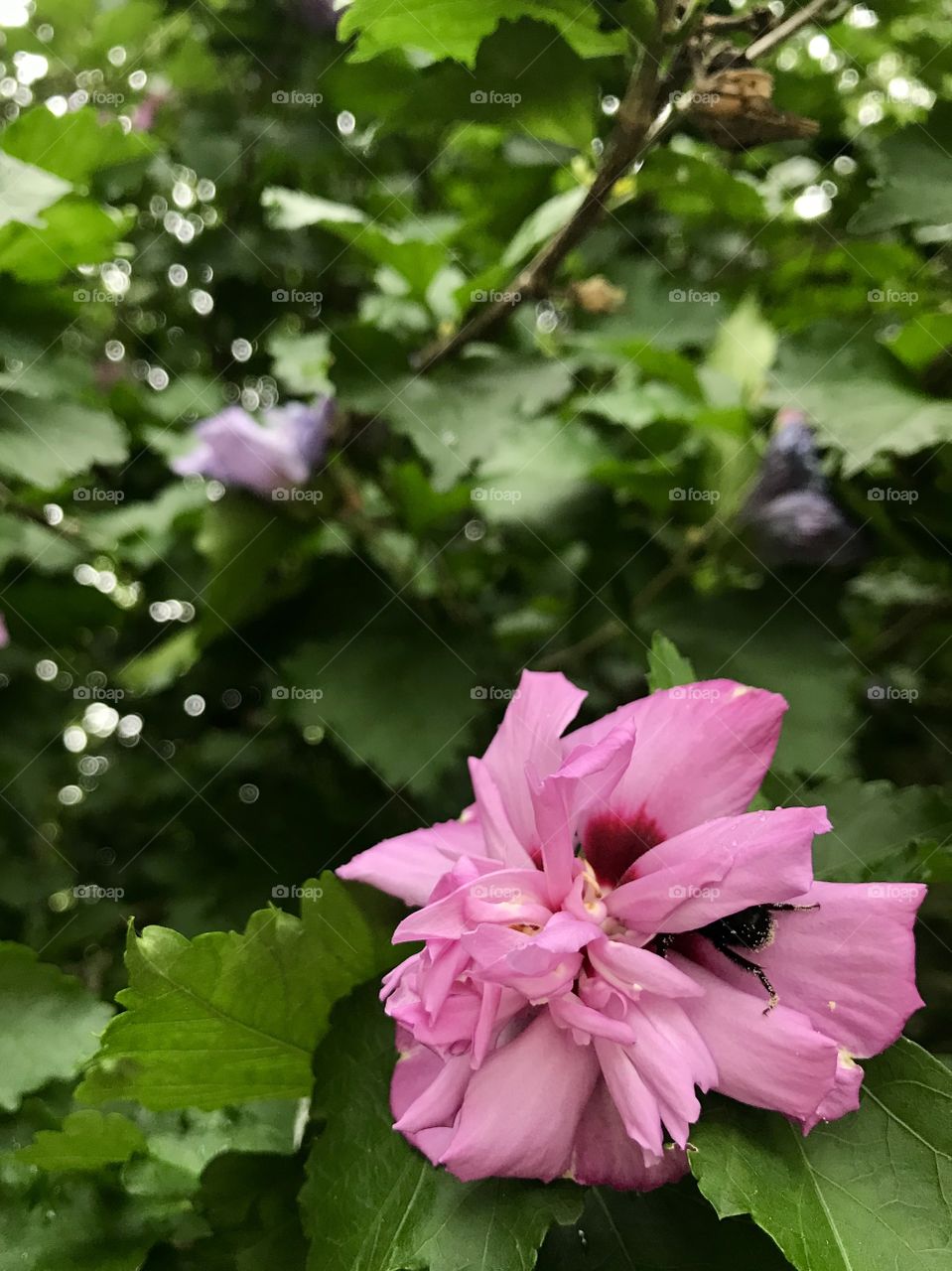 A bee searching the flower for pollen. 