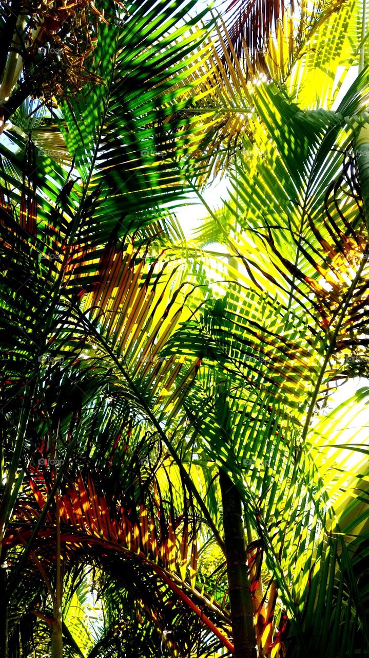 hawaiian palm trees from down low