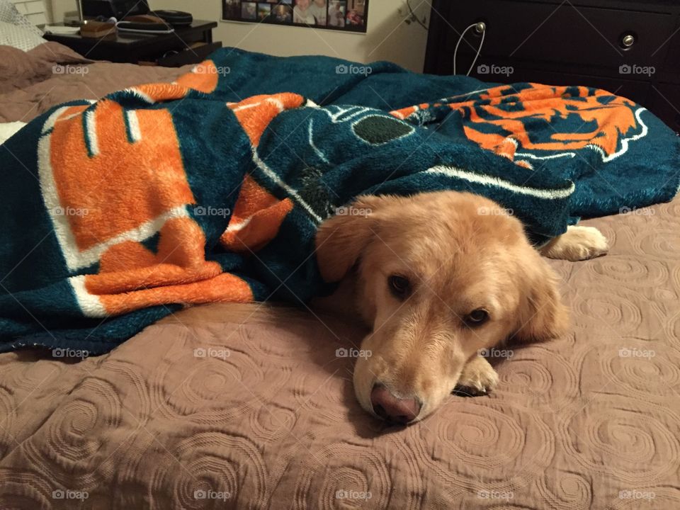 Dog, Pet, Mammal, Furniture, Canine