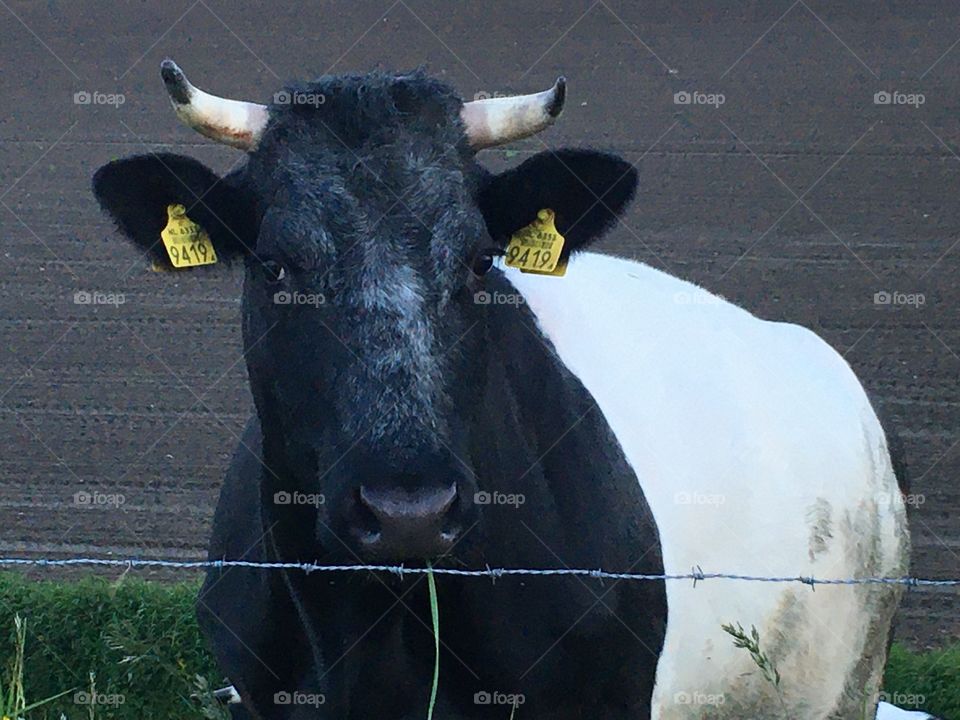 cow in the field closeup 