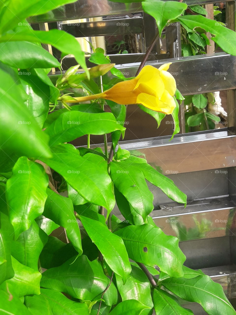 beautiful yellow morning glory flower that shows nature's beauty