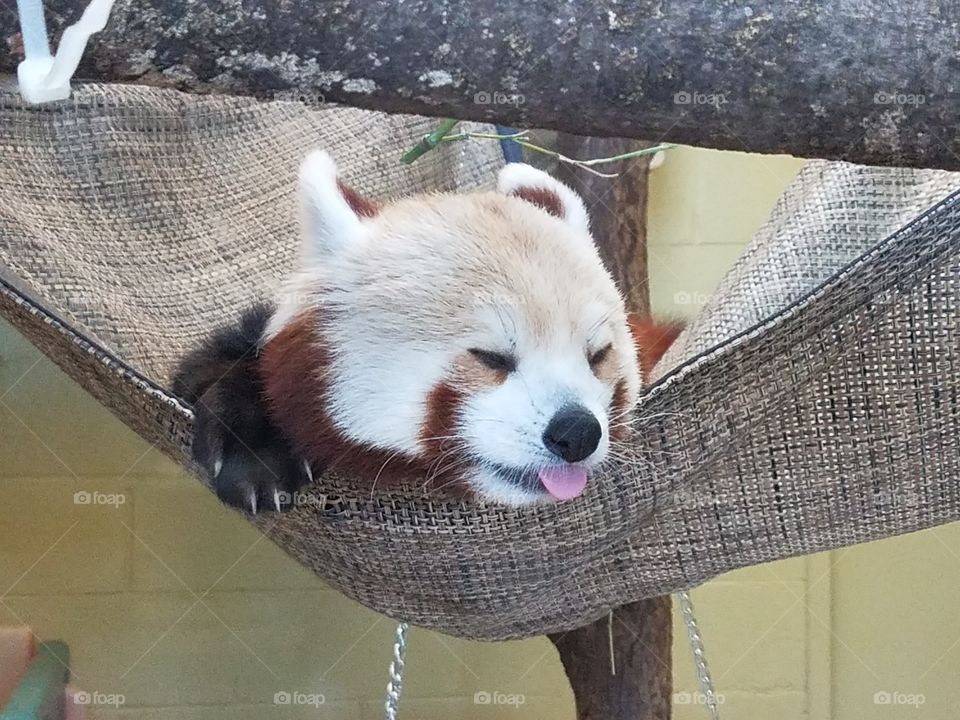 red panda doesn't care