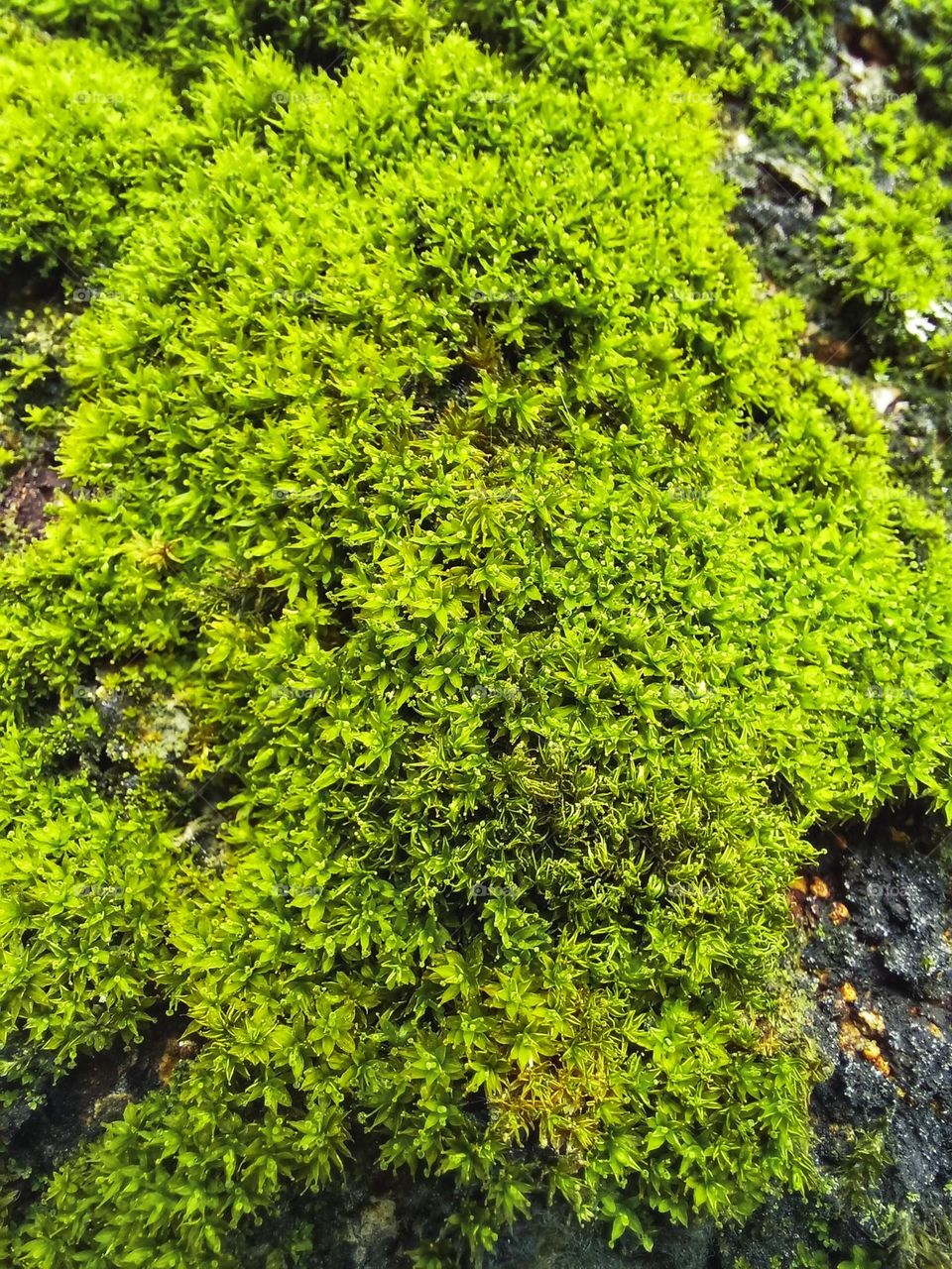 tree moss