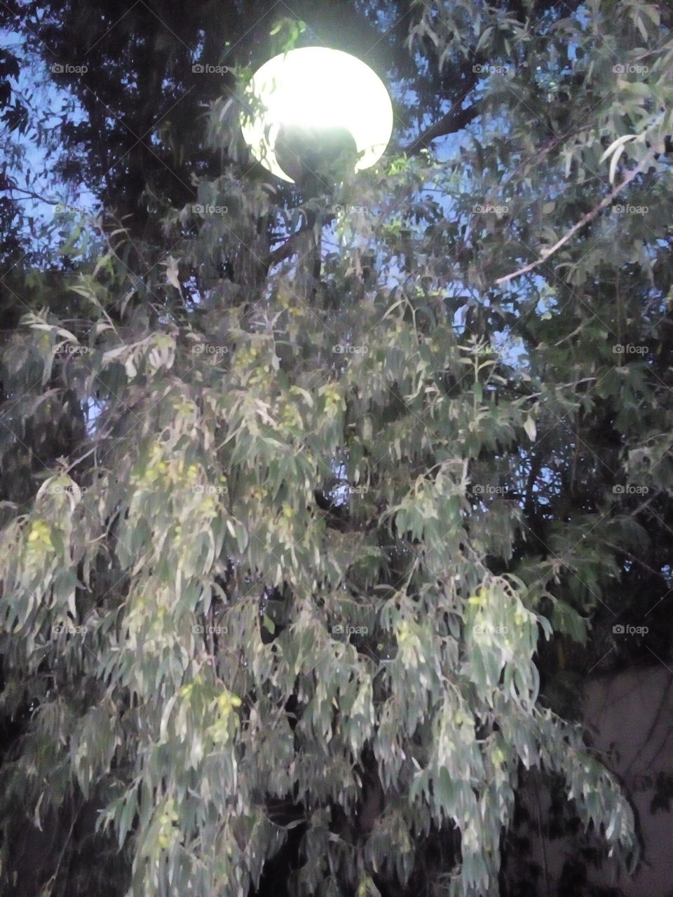 Street Lamp among Trees