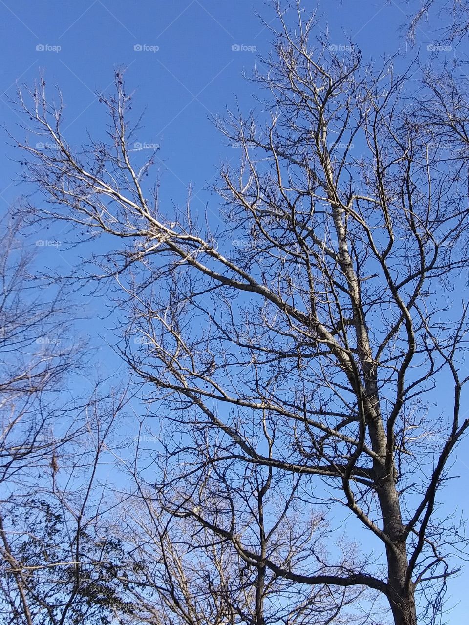 morning light on trees