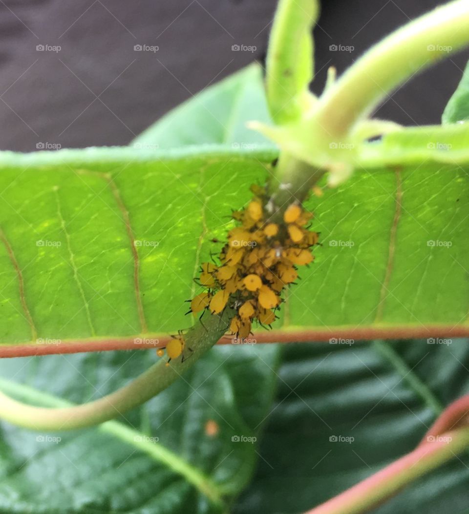 Pack of Yellow Aphids