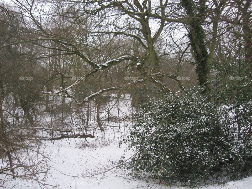 Winter, Tree, Snow, Nature, Landscape