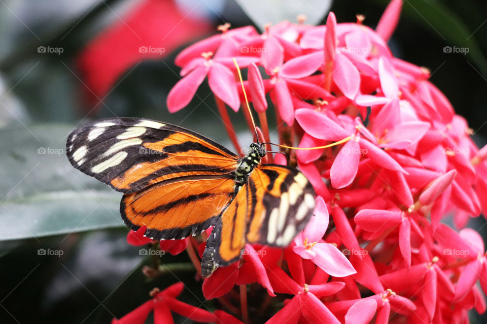 Golden longwing on pink flower