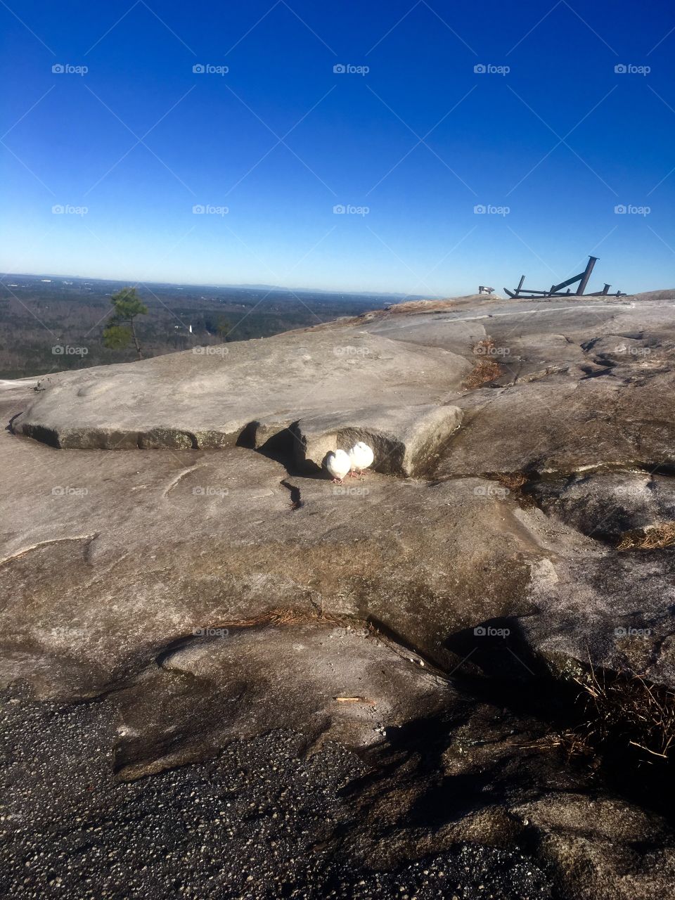 White doves on stone mountain 