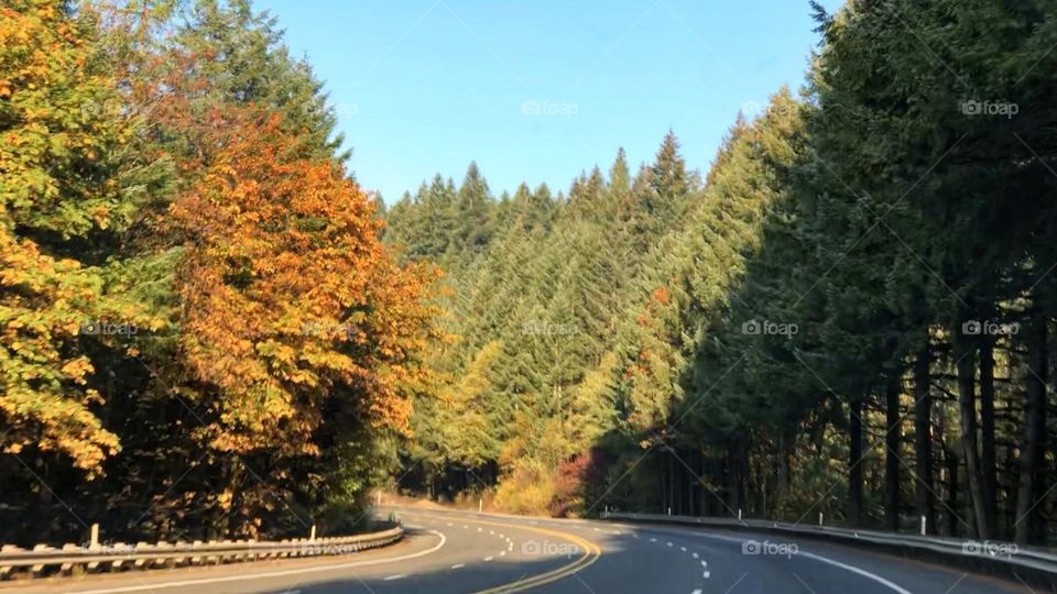 Fall colors on a road trip 
