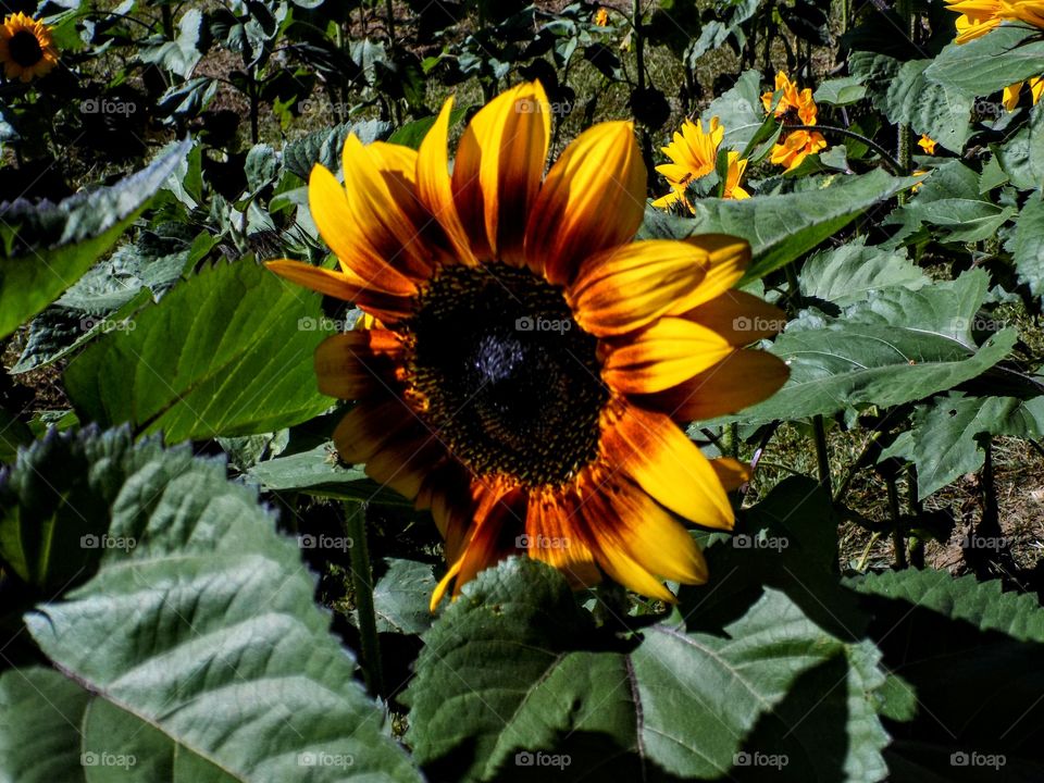 Multiple color sunflower