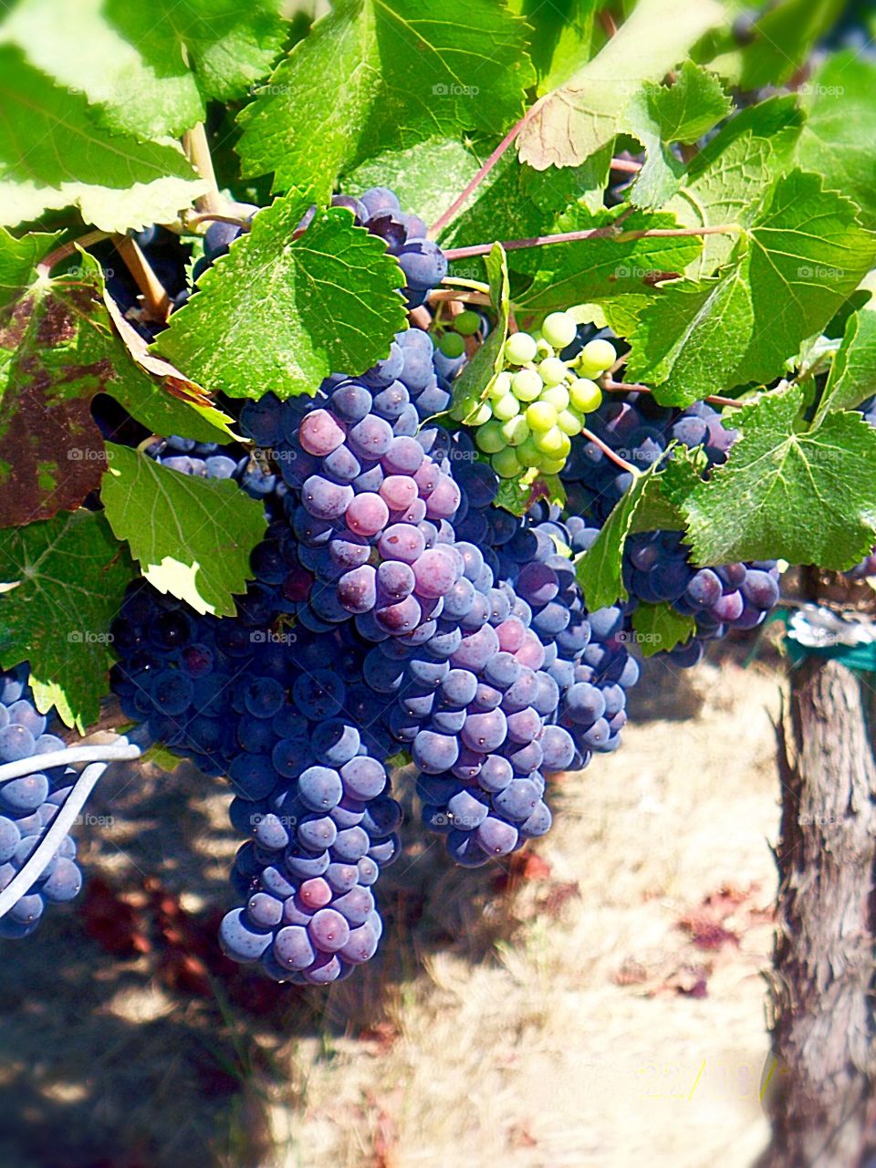 Wine grapes at the Artesa Winery in Napa Valley.