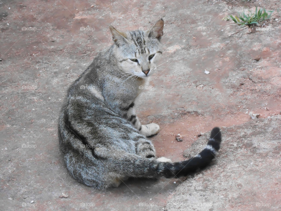 Grey and Black Striped Cat