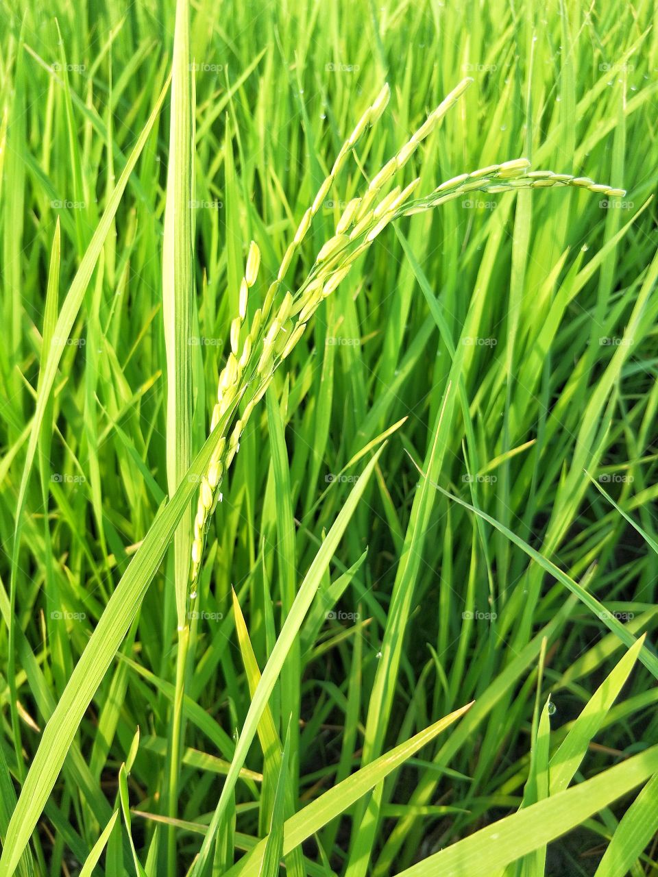 green of rice leaf.