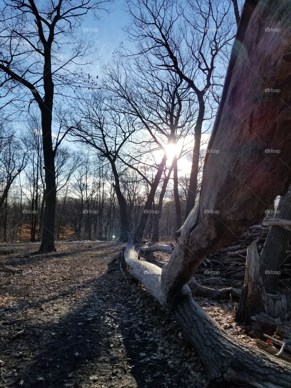 Sun Setting on a Fallen Tree