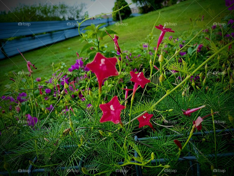 beautiful flowers