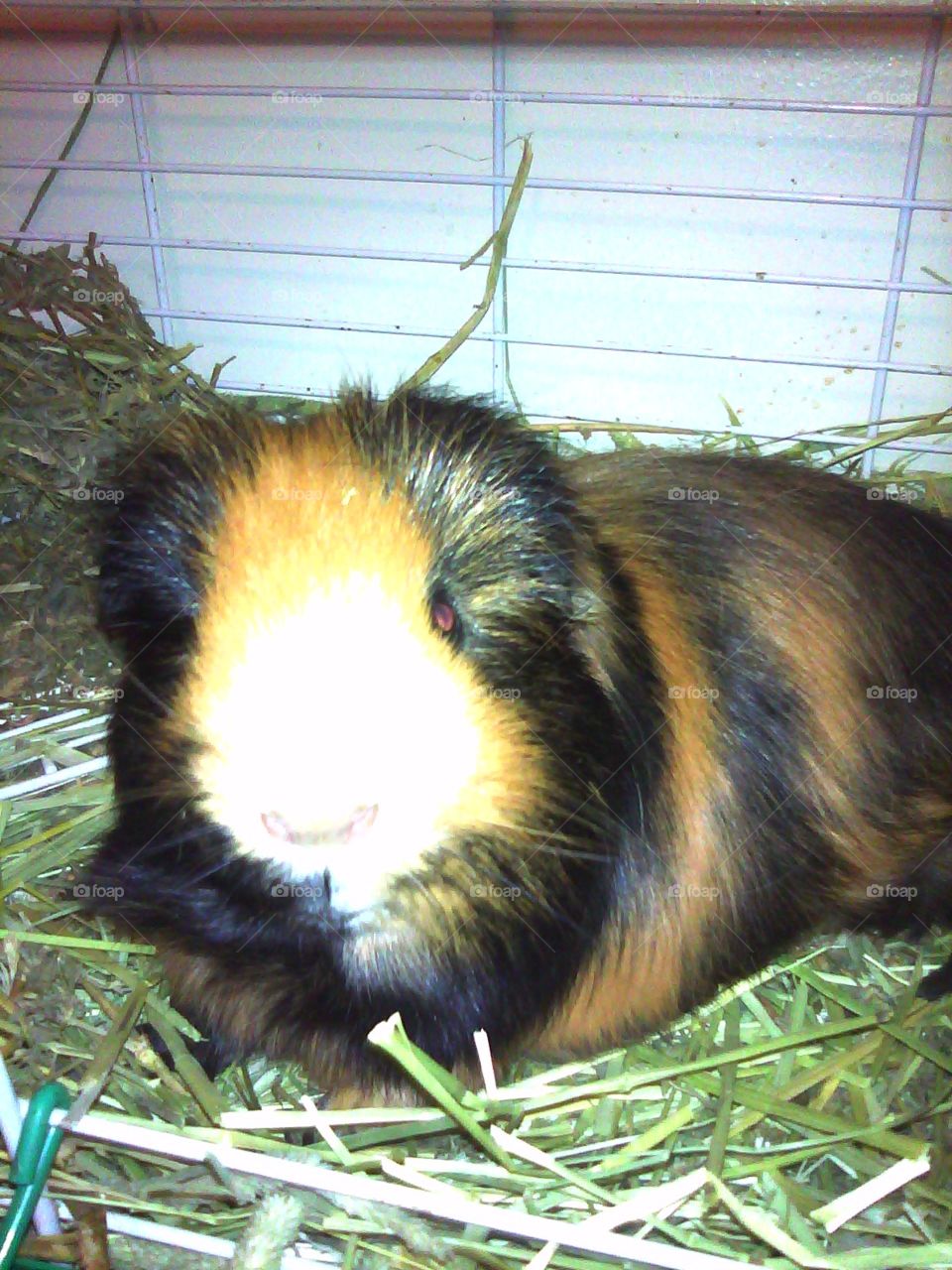 Mammal, Cute, Rodent, Animal, No Person