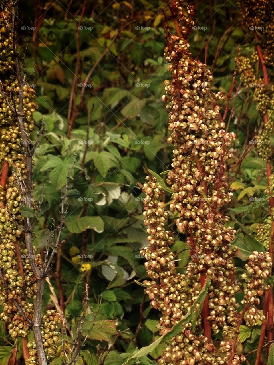 Close-up of seed on plants