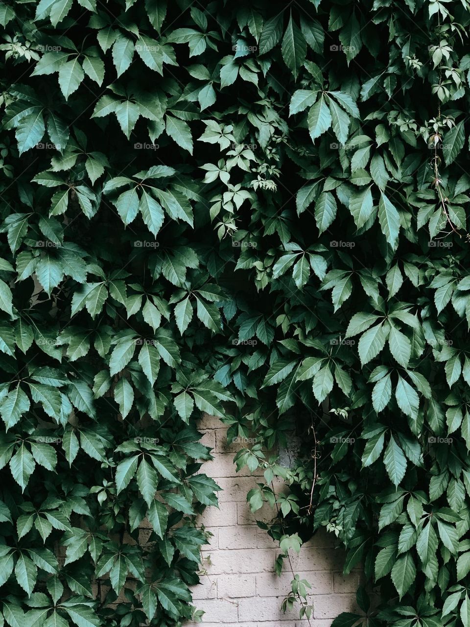 Green leaves 