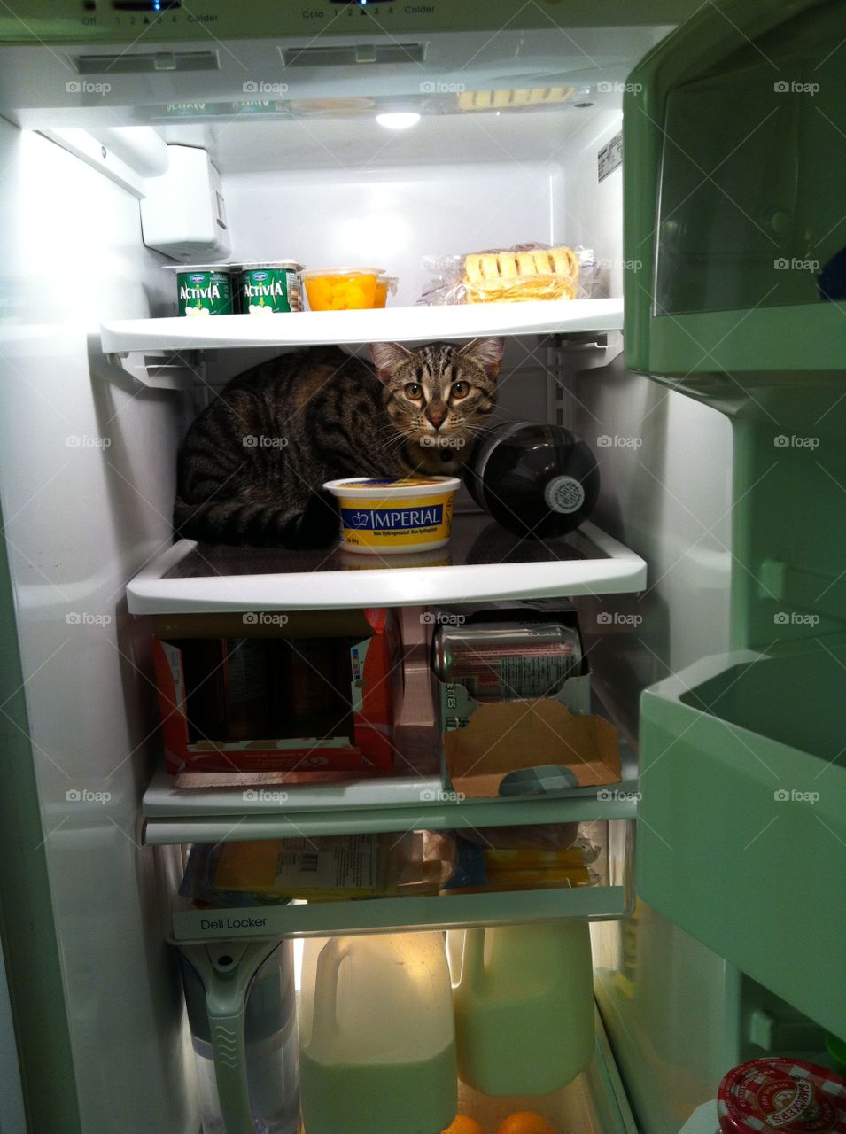 cat hiding in the fridge 