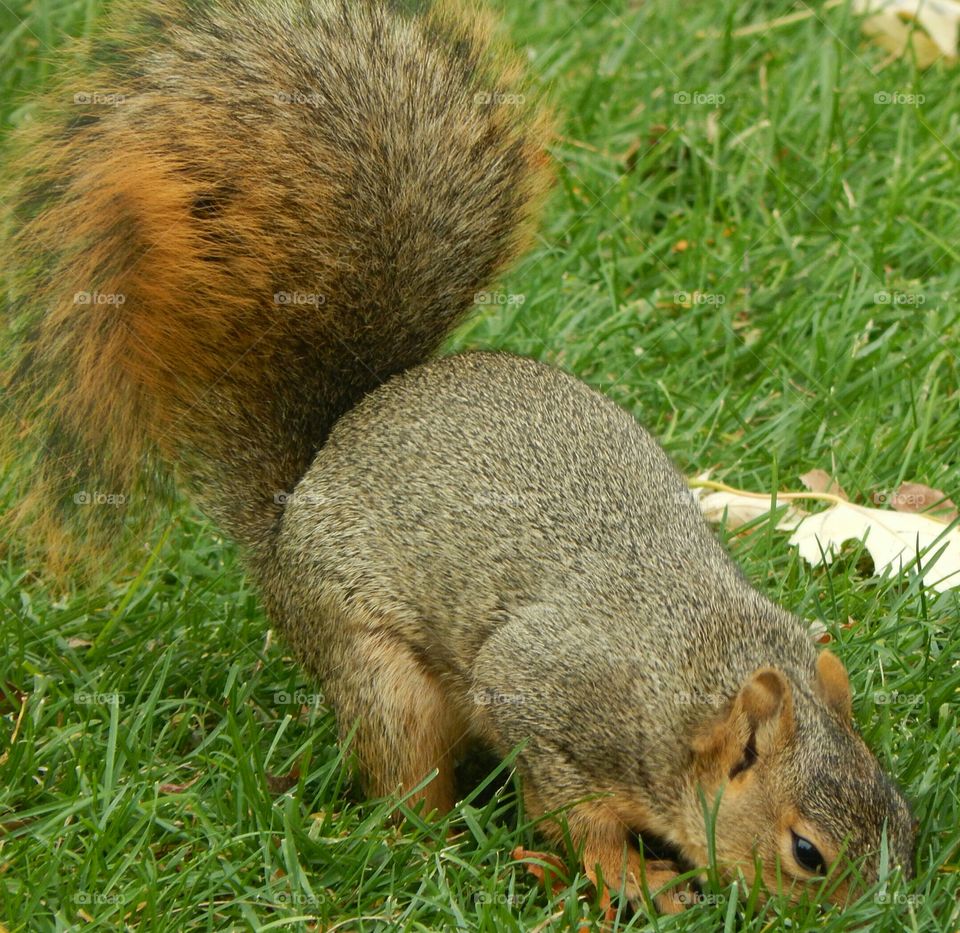 A squirrel digging its little heart out in search of more delectables.