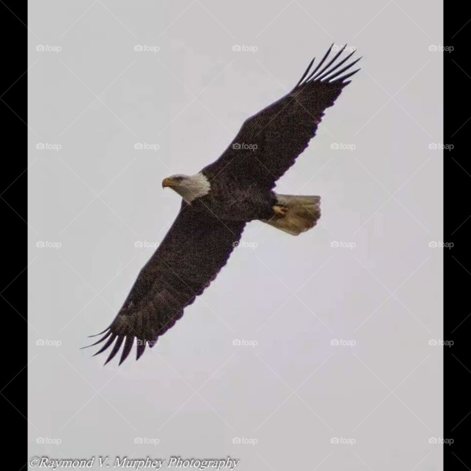 American freedom . These wonderful majestic birds have just now began to repopulate the Middle Tennessee area this beautiful bird and his mate and their sibling reside near Bolivar Tennessee.