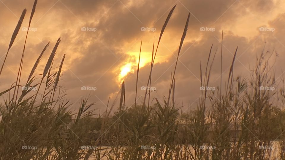 Well well looking here we have us a Cloudy overcast bright Evening in the sun today and It’s good to have in direct sunlight. Cat Tails waving in strong winds. Clouds are fast movers.