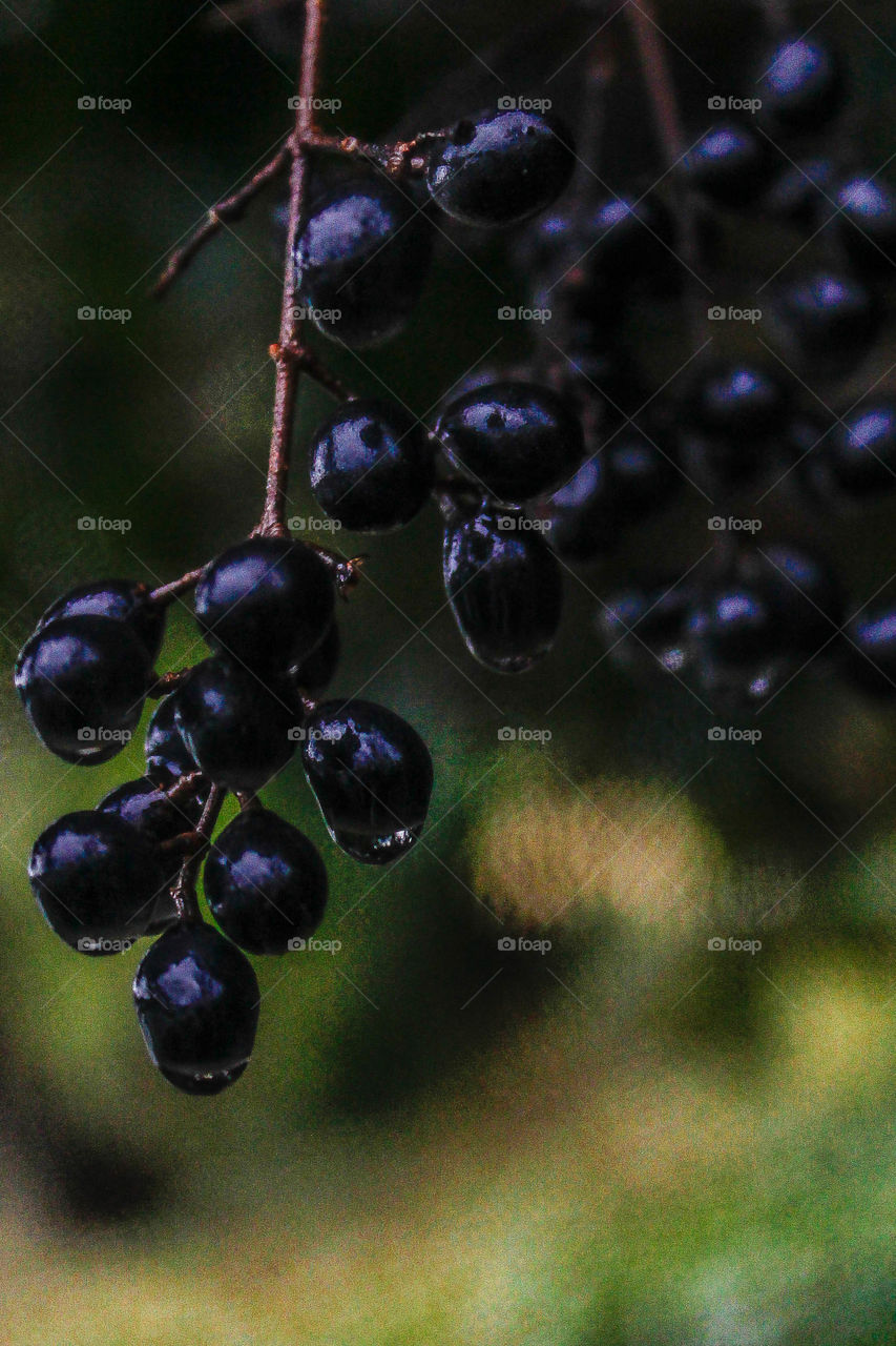 Fruit, Berry, No Person, Food, Nature