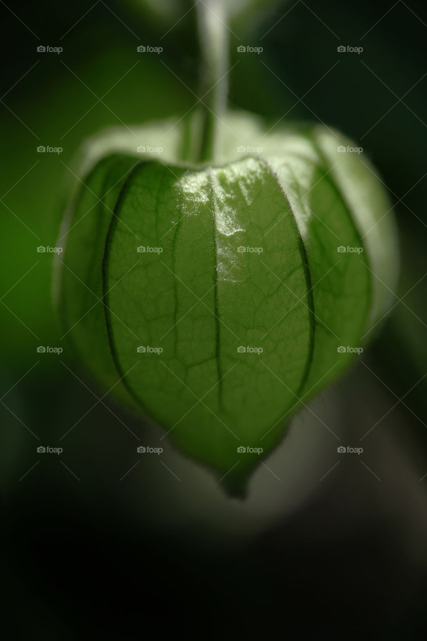 Cape gooseberry