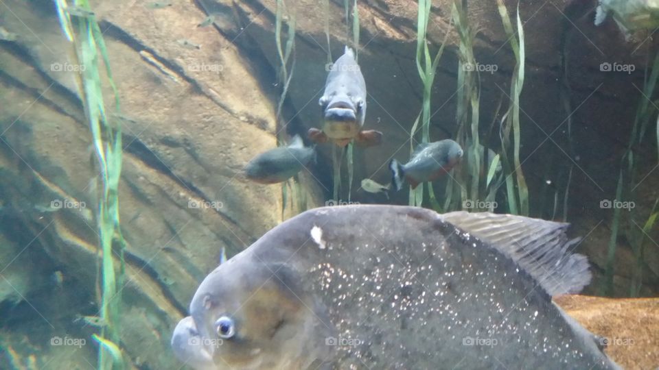piranhas