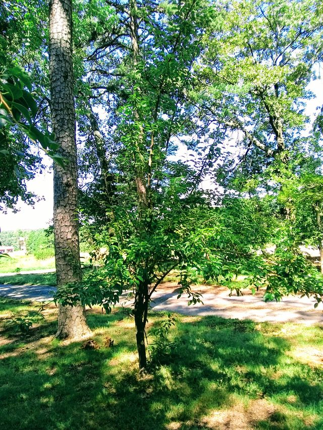 yard