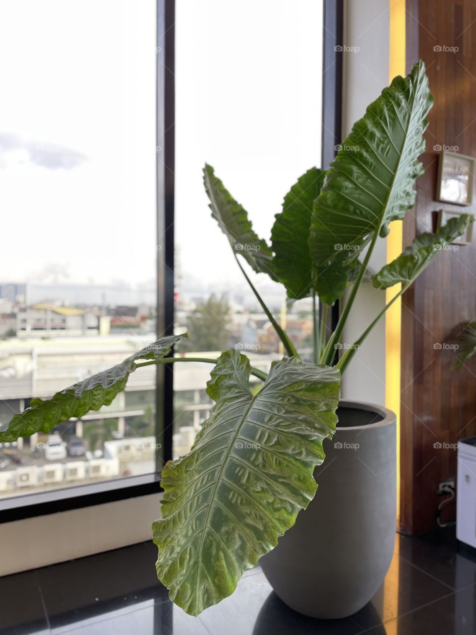 A huge indoor plant to liven up an office, restaurant or any corner at home.