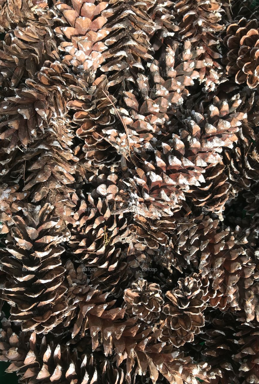 Autumn Pinecones