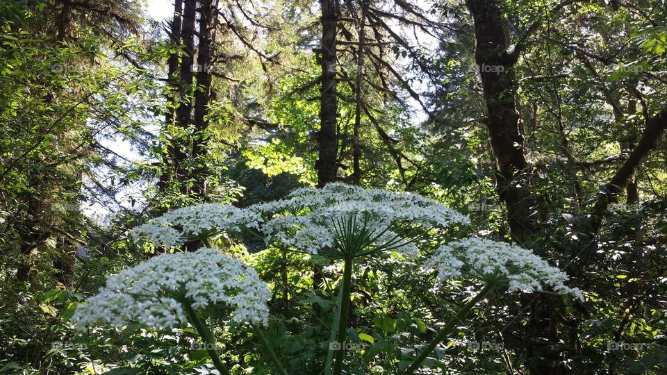 Flowers@ Sweet Creek Trail