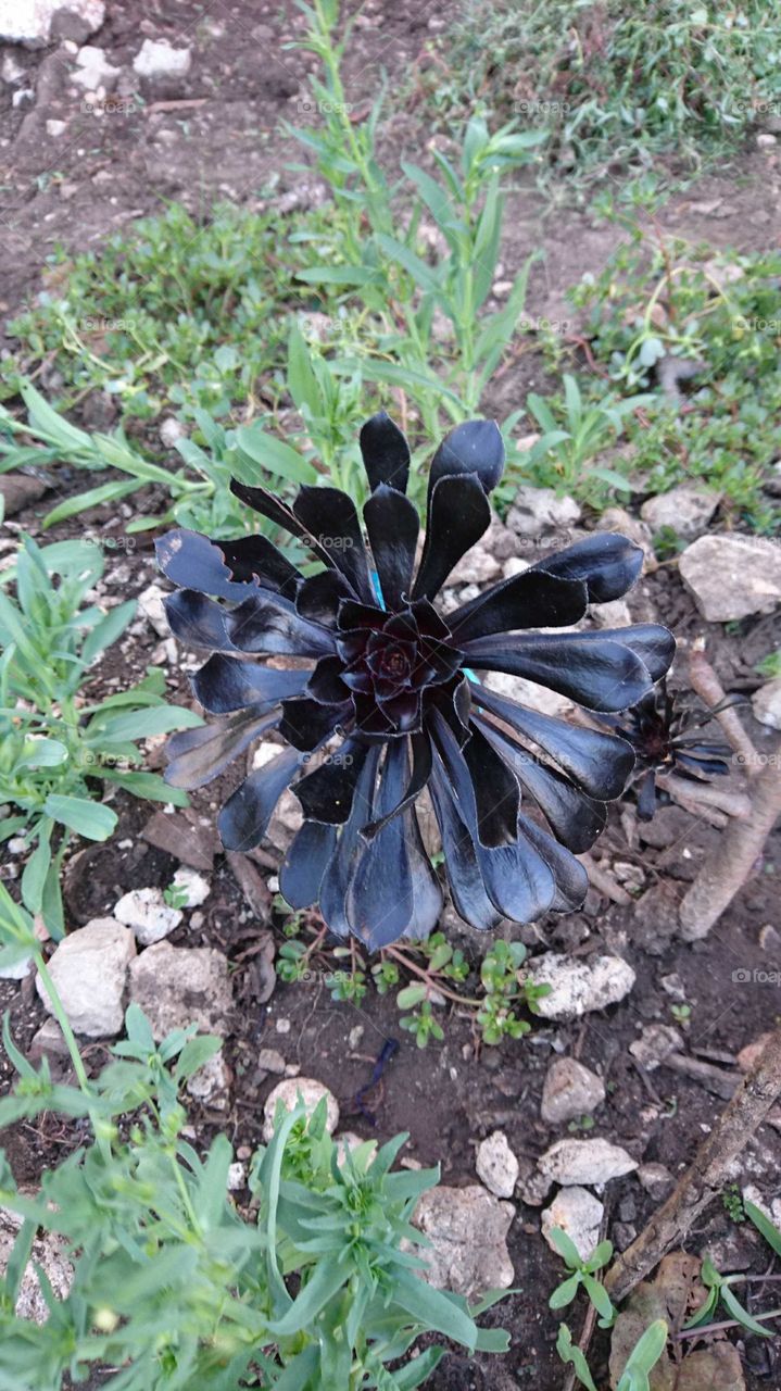 Black flower!