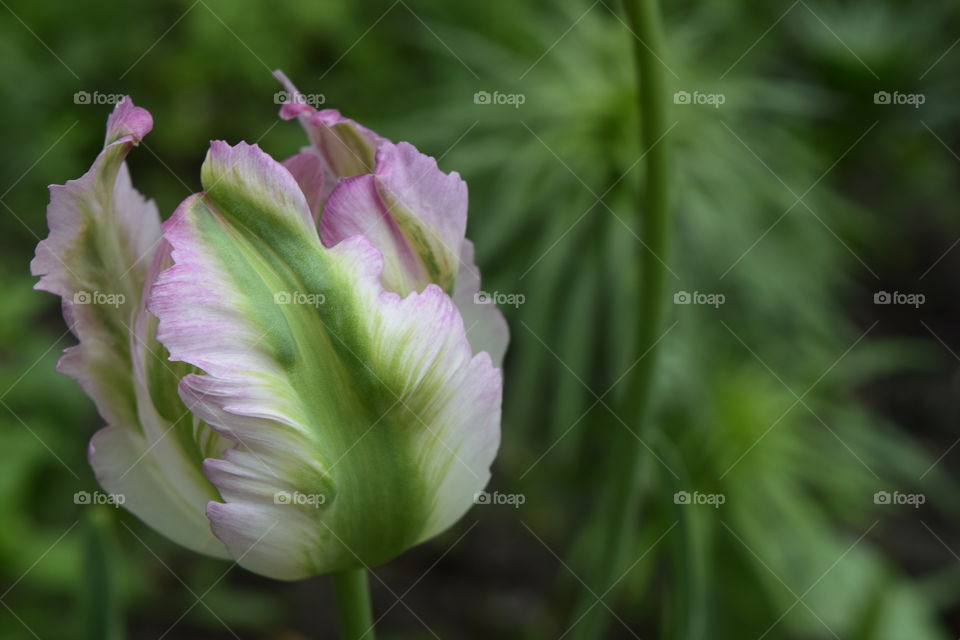 Tulip 