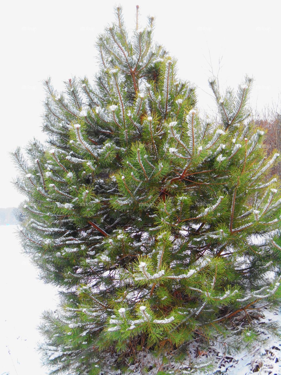 Tree, Pine, Nature, Christmas, Winter