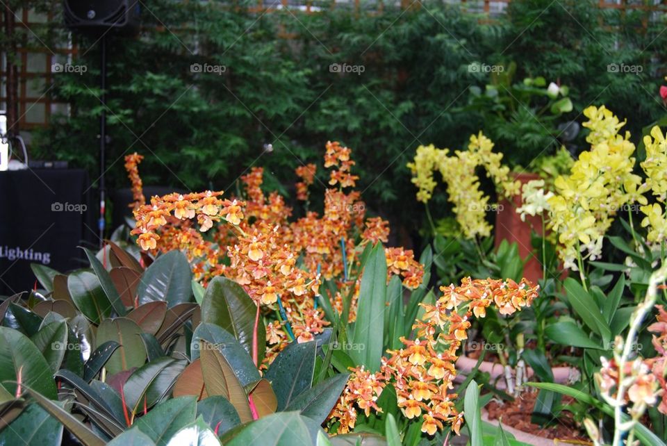 Tropical orange and yellow flower